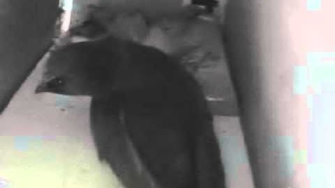 swifts 2015 - a nervous swift enters a nest box