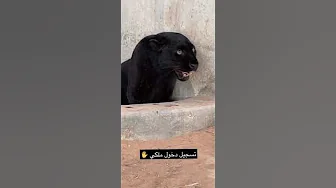 Jaguar's strongest roar
