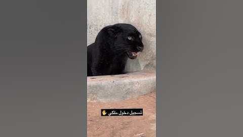 Thumbnail of Jaguar's strongest roar