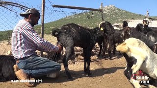 Öğretmenliği Bırakıp Köyüne Döndü Hayvancılık Yapıyor,  İşte Hıdır Hocanın Hikayesi