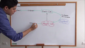 Qual é o destino do acetil-CoA?
