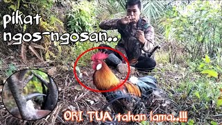 #mikat ayam hutan terbaru..Pikat sampai ngos2n,, dihadang ORI TUA namun TAHAN LAMA..!!!