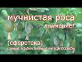 Мучнистая роса, сферотека. Самый эффективный метод борьбы - профилактика грибных болезней в саду.