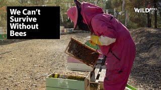 We Can’t Survive Without Bees 🐝  | Amazing Facts | Wild Wiki Short Docu S01 E03