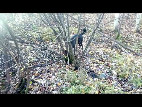 Утренний моцион 2