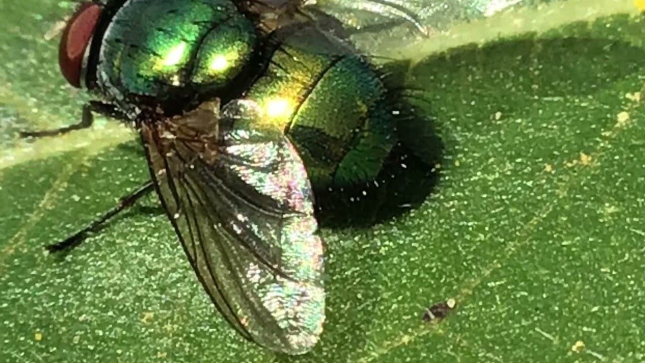 Blue man   Written by Copier/Collinson