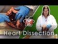 Ox Heart Dissection (GCSE & A-level Biology)