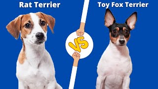 SMALL DOG BATTLE | THE RAT TERRIER VS TOY FOX TERRIER