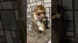 funny monkey #laughoutloud #lolmoments #rofl #smileeveryday #humorunleashed #jokesandlaughs