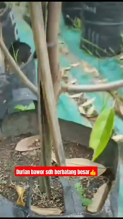 Durian bawor sdh berbatang besar👍 #daddyharto         #videoshorts