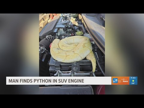 Man finds python in SUV engine