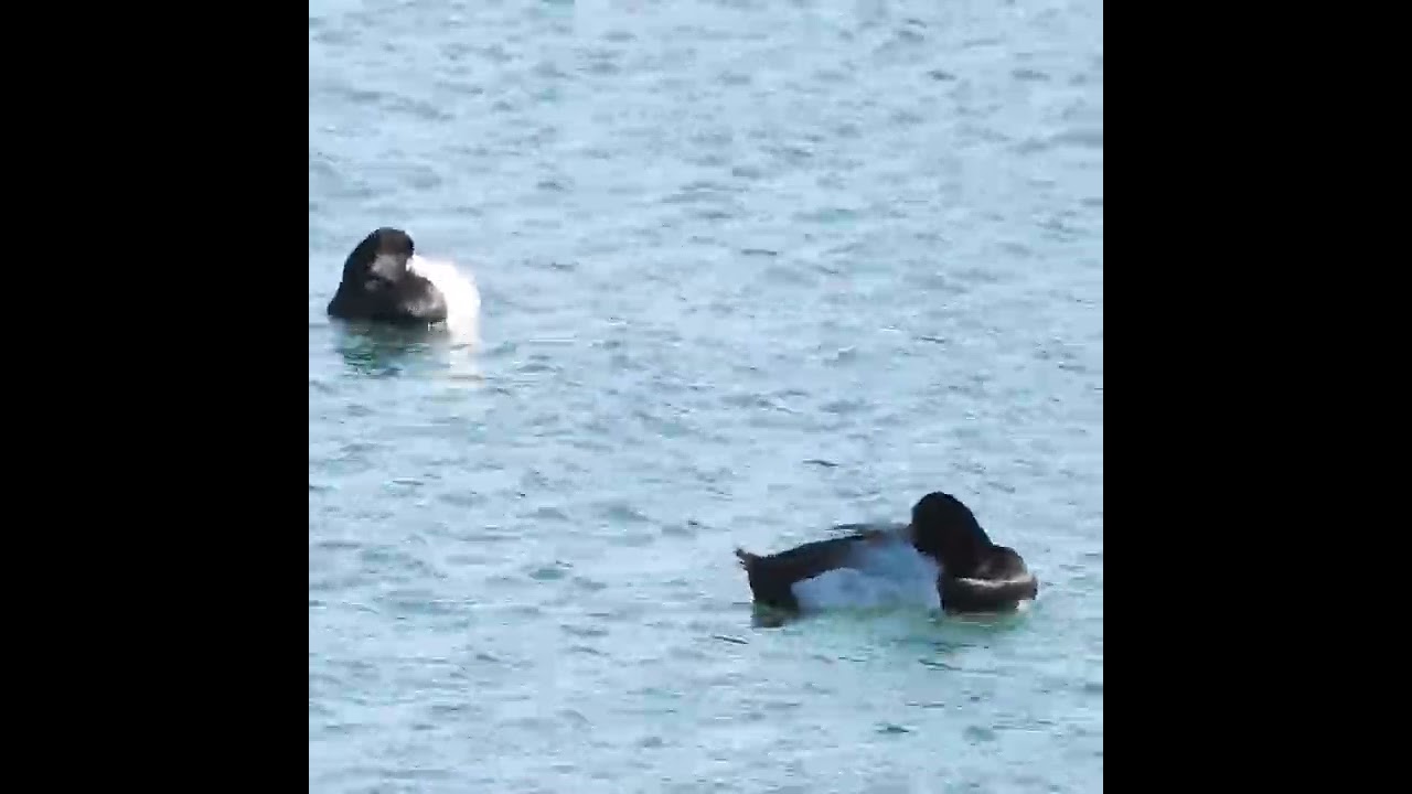 Wild duck  Greater Scaup / Aythya marila