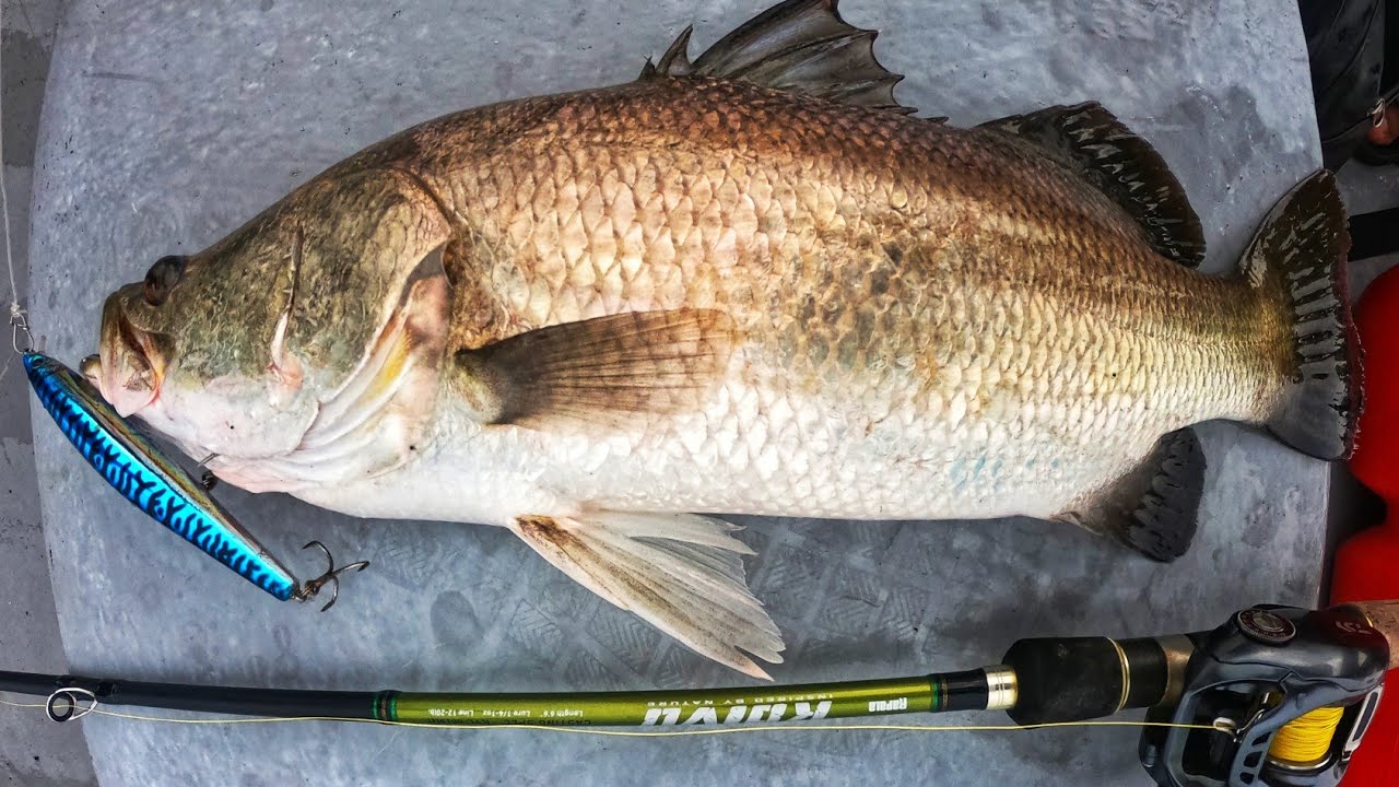 Casting Siakap Muara / Barramundi