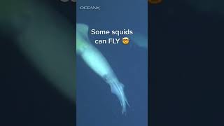 Squids Can Fly