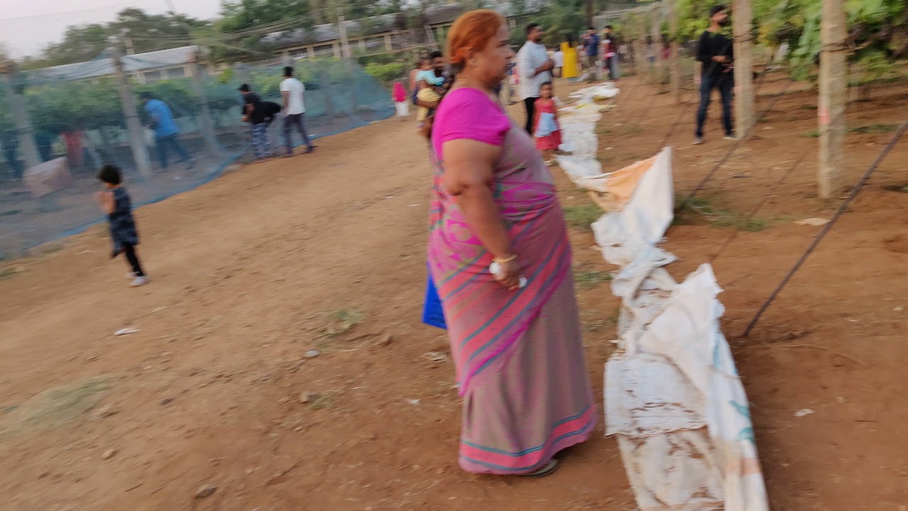 Grape vines at Rajendra nagar YouTube