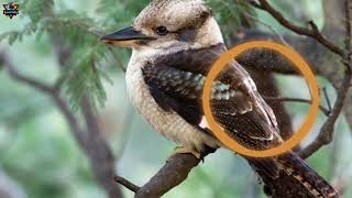 BURUNG KOOKABURA NGEKEK KASARNYA NGALAHIN NGEKEKNYA LOVEBIRD