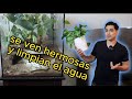 Plantas terrestres para Acuario