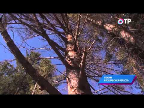 Малые города России: Любим - здесь родился автор "Камаринской" Леонид Трефолев