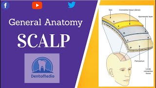 Scalp [General Anatomy]