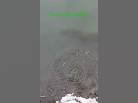 сазанчик золотой @сазан - YouTube