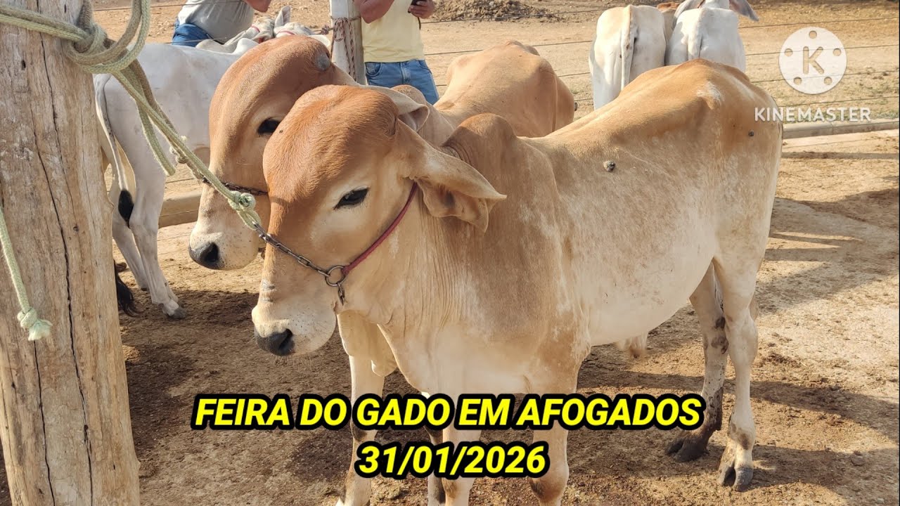 FEIRA DO GADO EM AFOGADOS DA INGAZEIRA-PE DIA 31/01/26
