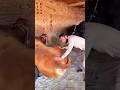 Qurbani ka heavy bol full heavy #song #music #cow #ff