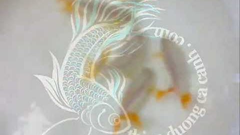 Cá Vàng Jikin Yelow White - Thiên Đường Cá Cảnh
