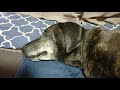 犬Ⅱ 126