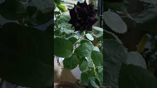 Black rose flower!