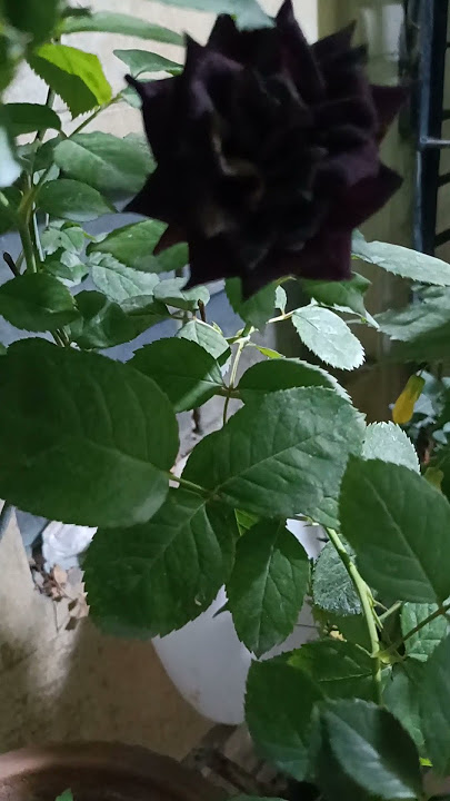 Black rose flower!