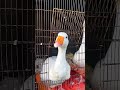 4k real-time two geese quacking 2025/8/17紀錄 #asmr #duck #ducklingspro #ai #cute