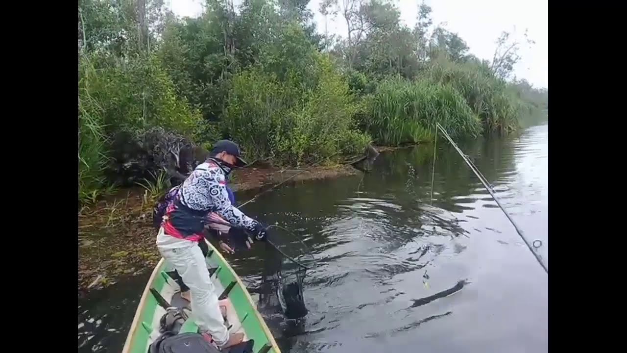 MANCING TOMAN DENGAN UMPAN 18+😂😂😅