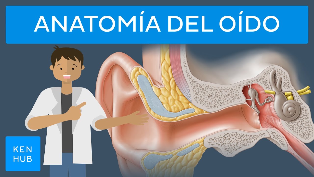 Anatomia del oído humano