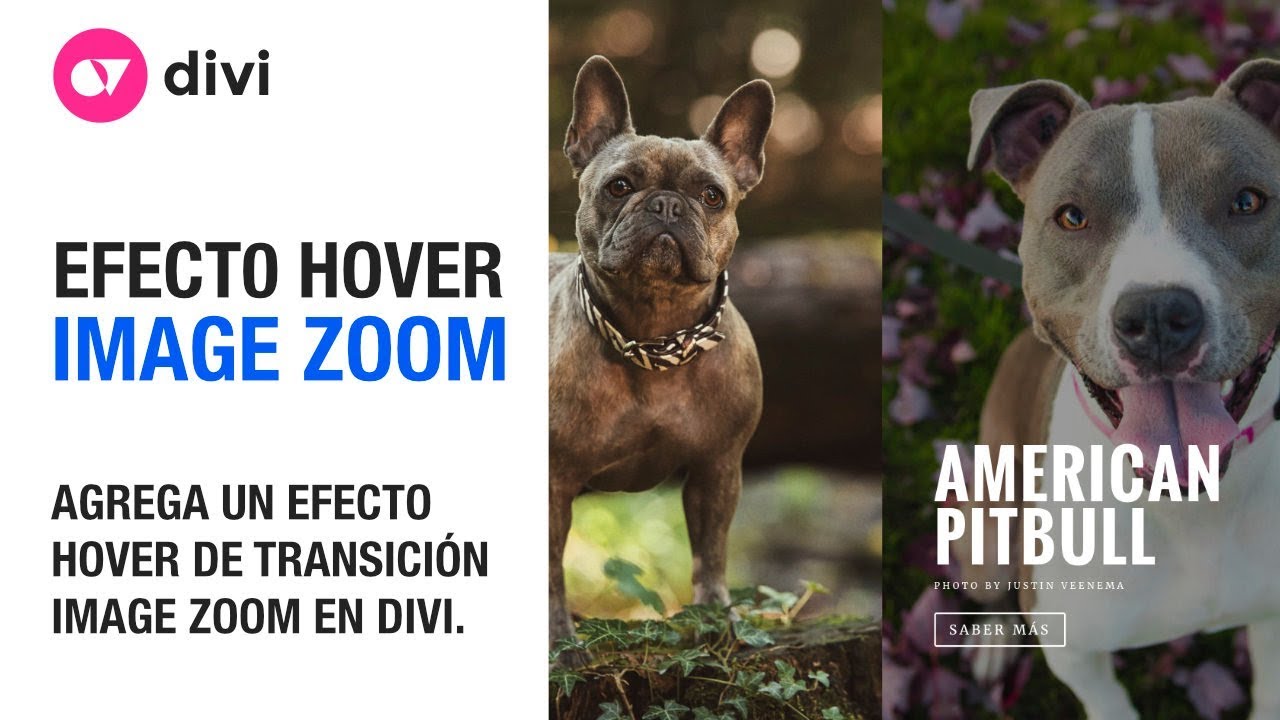 Divi Hover - Agregar un efecto de transición (image zoom hover) en divi.