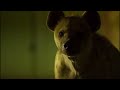Planet Earth 2 2016 Spotted Hyenas Screen Time 
