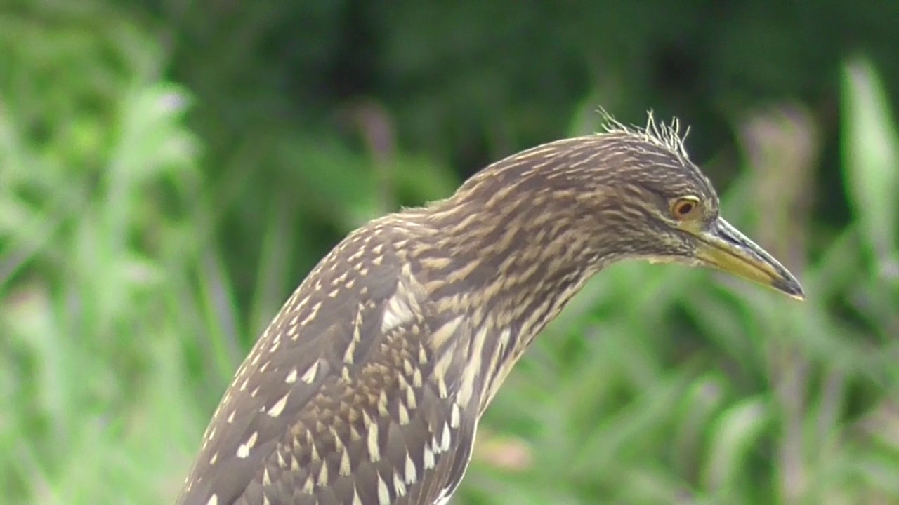 ゴイサギ の 幼鳥