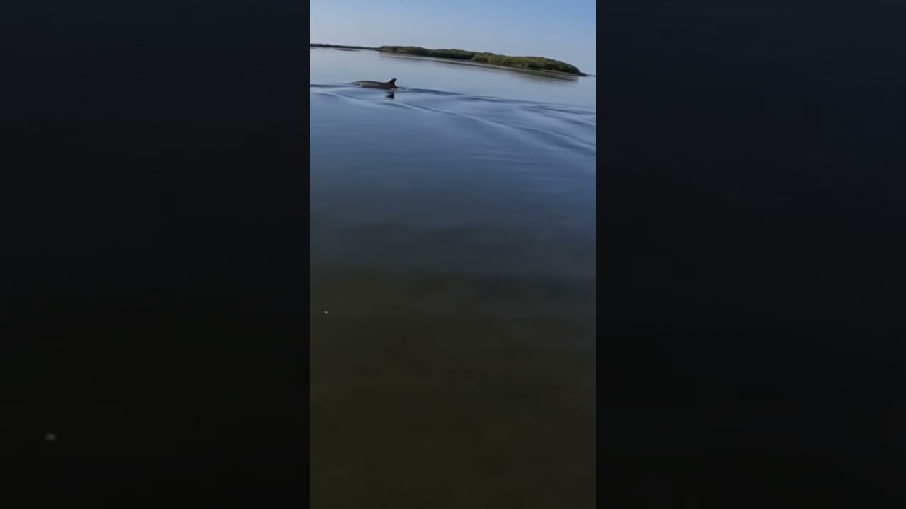 Dolphins in Ozella
