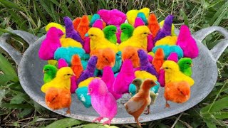 Catch rainbow chickens, colorful chickens, goose ducks, ornamental fish, hamsters, turtle rabbits