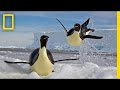 Paul Nicklen: Emperors of the Ice | Nat Geo Live