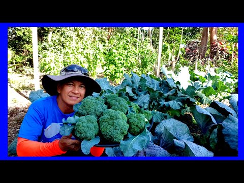 Video: Alamin Kung Paano At Kailan Mag-aani ng Broccoli