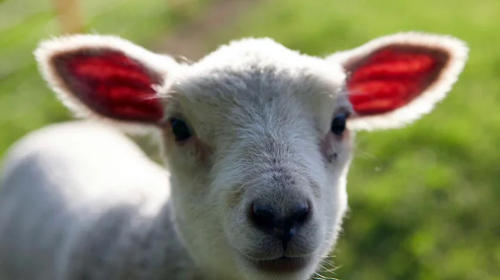 "Living Lamb"  By Susan Huddleston