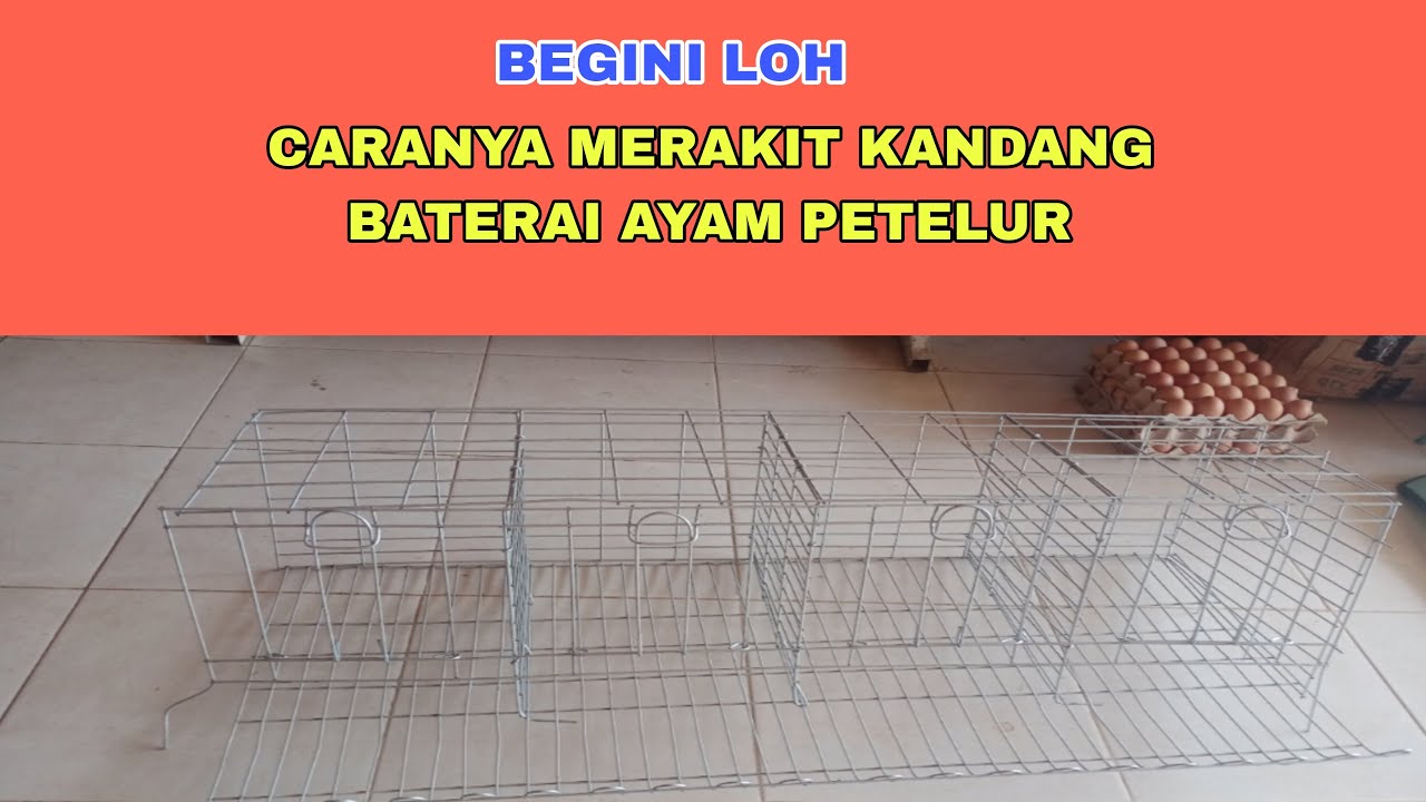 CARA CEPAT MERAKIT KANDANG BESI AYAM PETELUR