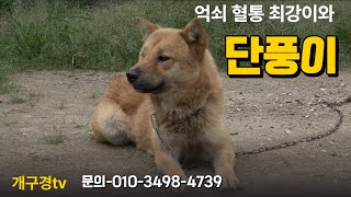 #217 #개구경tv #토종진도견 #토종진돗개 #진돗개 #토종견 #국견 #우리개 #황구 #진돗개단풍이 최강이 영상 입니다.