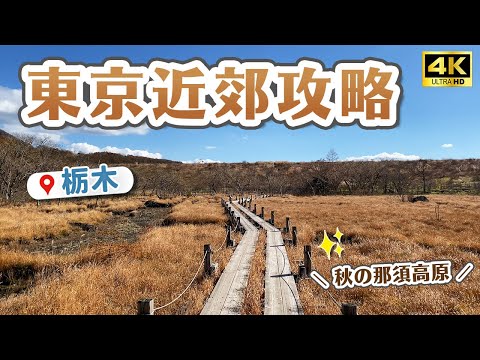 【東京近郊景點】栃木那須高原✨距離東京1小時！絕景森林步道、生起司蛋糕CHESSE GARDEN、沼原濕原、那須彩繪玻璃美術館、那須溫泉神社、殺生石、那須動物王國｜東京自由行・Japan 4Kvlog