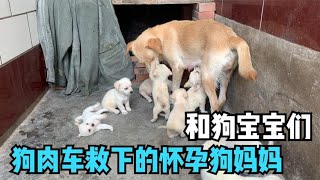 The dog cart rescued the pregnant mother dog and puppies and fed them dog food