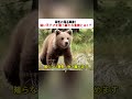 突然の落石事故！ 幼い子グマを襲う新たな危機とは！？ #野生動物 #子グマ #オオカミ #自然観察 #衝撃
