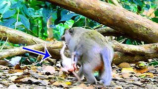 SOMETHING WENT WRONG...TINY ARIA FALL FROM MUM !! MOM IS CARELESS, RUN UNTIL SHE FALLS FROM THE BACK