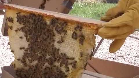 BackYardHive Harvesting Honey From Your Hive