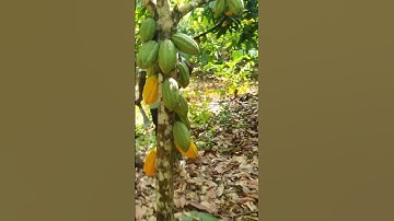 My Cocoa Farm in Africa #cocoa #chocolate #agriculture