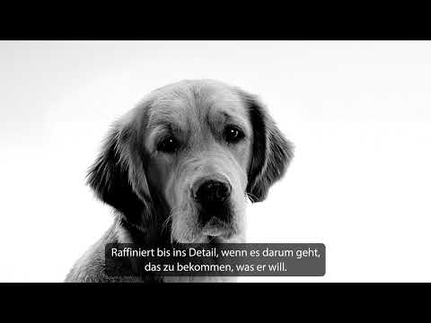 Royal Canin Veterinary Weight Management für Hunde